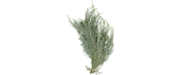 ADVENT, ADVENT – EIN KERZLEIN BRENNT! ADVENT, ADVENT – EIN KERZLEIN BRENNT!