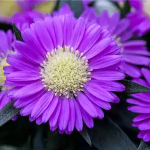 ASTERN - DIE STARS IM GARTEN ASTERN - DIE STARS IM GARTEN