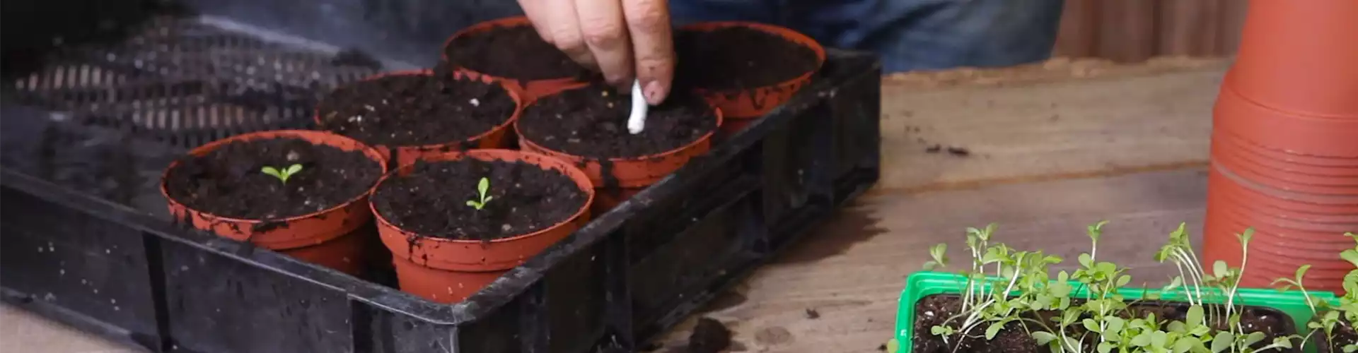 Zwergastern - Pikieren (thumbnail)