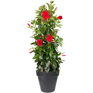 PFLANZE DES MONATS APRIL: DIPLADENIE