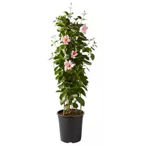 PFLANZE DES MONATS APRIL: DIPLADENIE