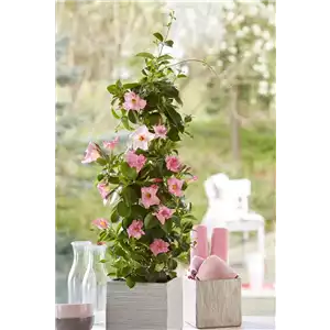 PFLANZE DES MONATS APRIL: DIPLADENIE