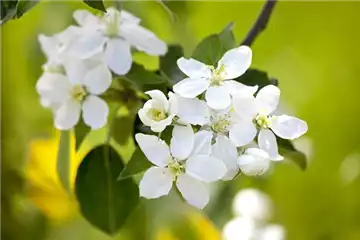SOMMERSCHNITT FüR OBSTBäUME