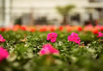 SAISONPFLANZEN FÜR BEET & BALKON