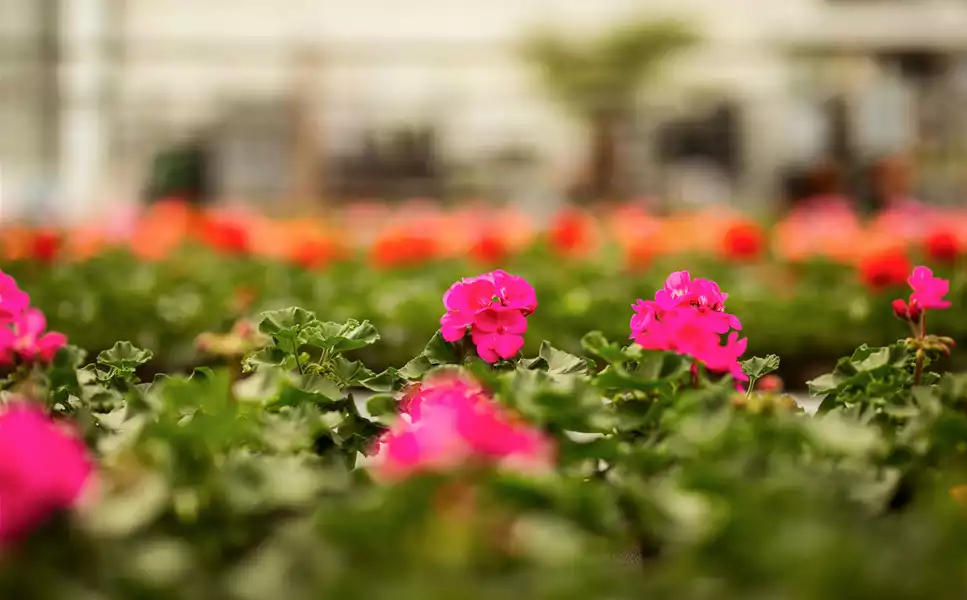 Saisonpflanzen - Pflanzenpracht für den Sommer