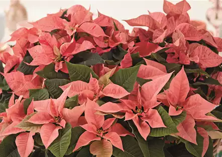 KLASSISCHE WEIHNACHTEN!