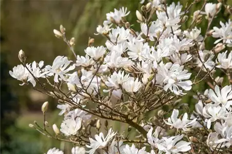 FRüHBLüHENDE GEHöLZE! FRüHBLüHENDE GEHöLZE!