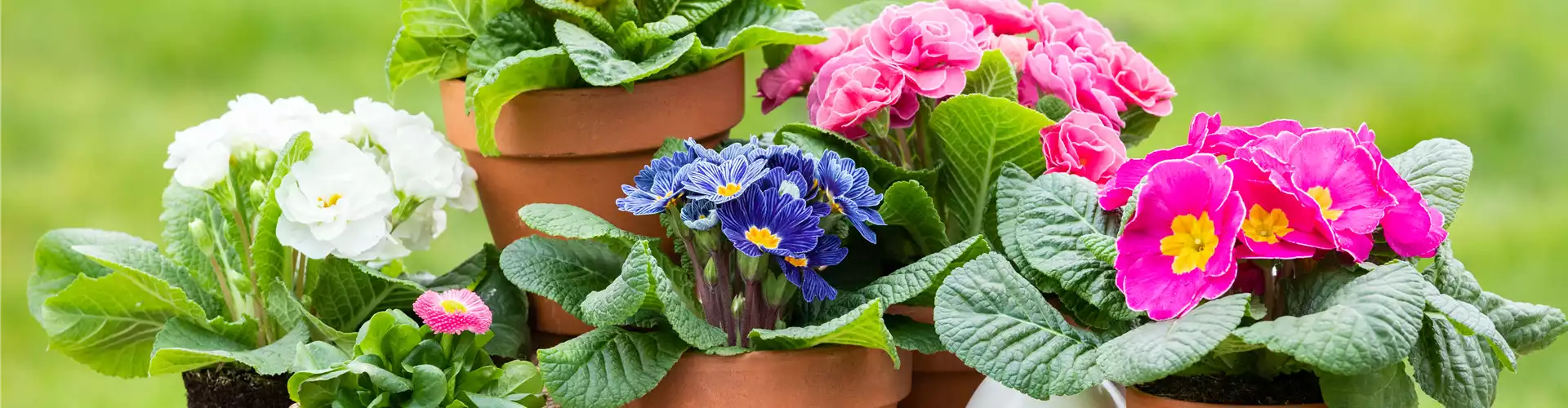 Ostern - Primeln mit Deko