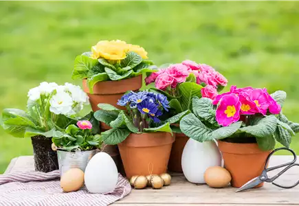 SAISONPFLANZEN FÜR BEET & BALKON