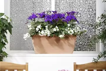 WINTERHARTE PFLANZEN FüR DEN BALKON WINTERHARTE PFLANZEN FüR DEN BALKON