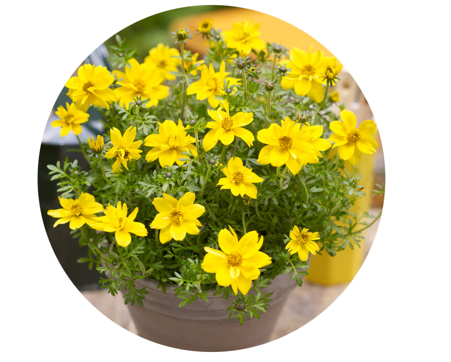 Angebot_KW25-Bidens.jpg