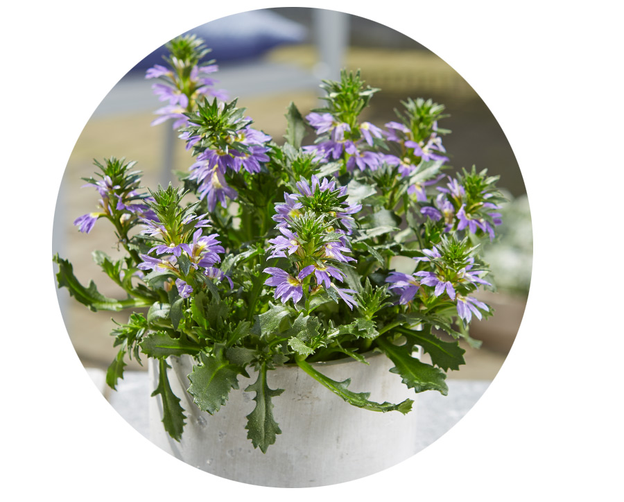 Angebot_KW25-Scaevola.jpg