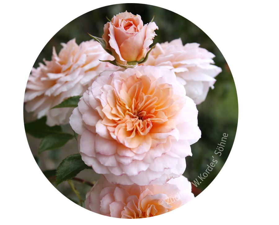 Angebot_KW25-Rose.jpg