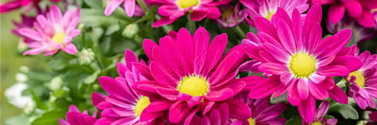 Chrysanthemum 'Swifty'