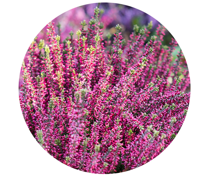 angebot-calluna.jpg