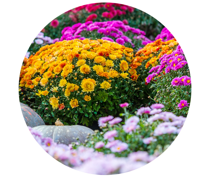 angebot-chrysanthemenbusch2.jpg