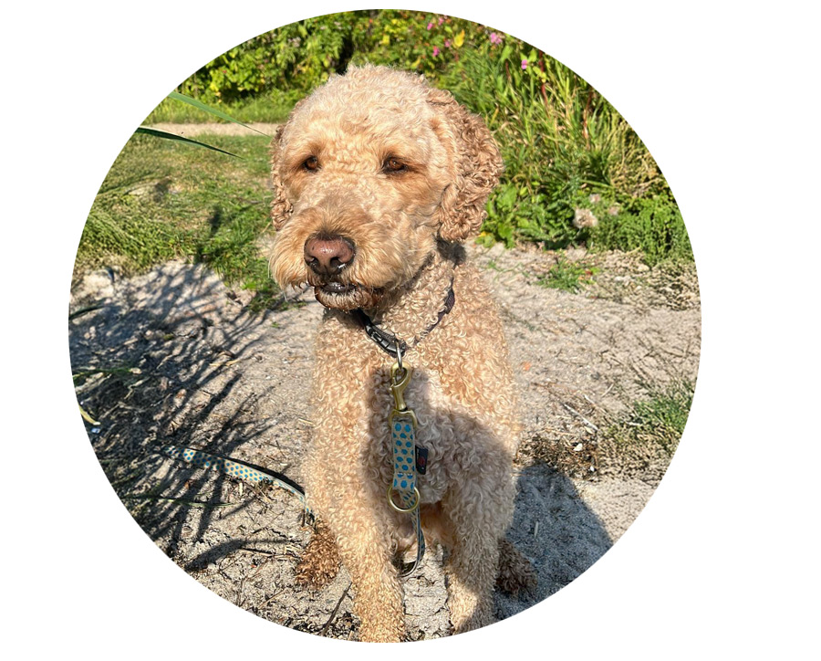 Hund-darf-mit.jpg