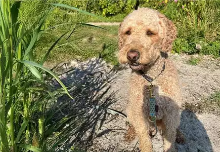 Hunde sind bei uns willkommen!