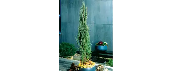 LICHTBLICKE IM WINTER-GARTEN!