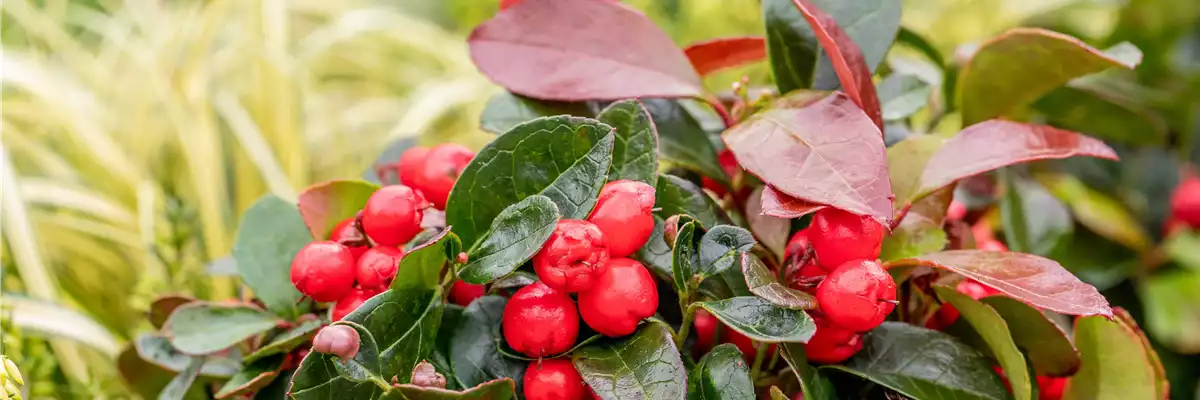 Grabgestaltung - Bepflanzung Grabgestaltung - Bepflanzung