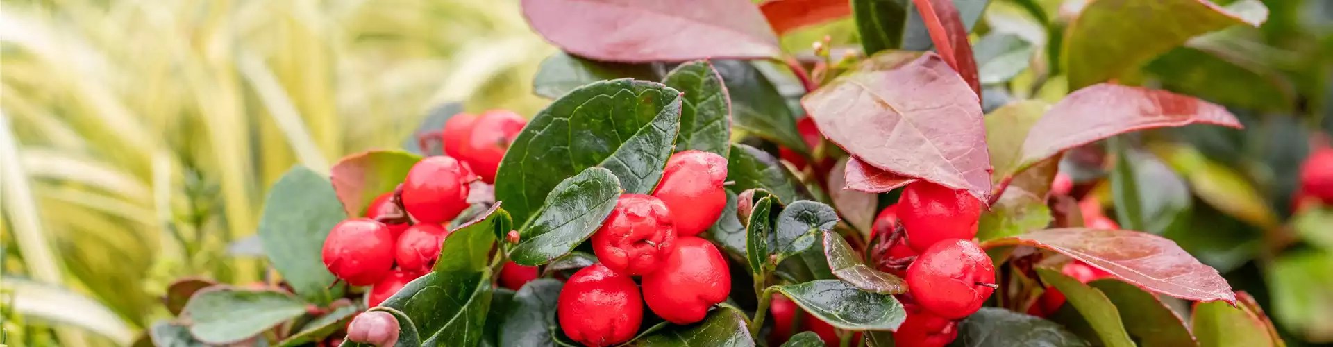 Grabgestaltung - Bepflanzung