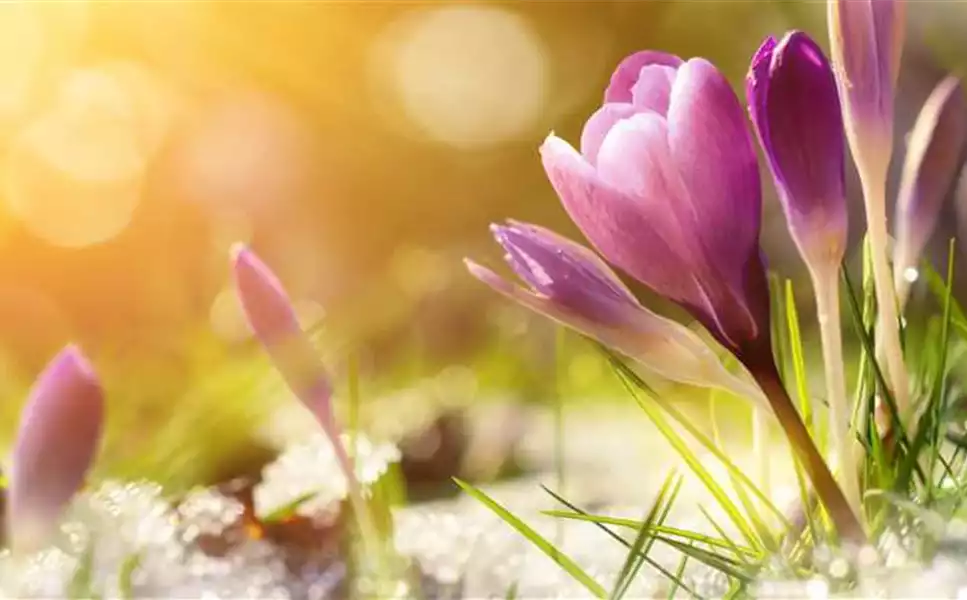 Beide Gartencenter - Winterpause ab 25.12.