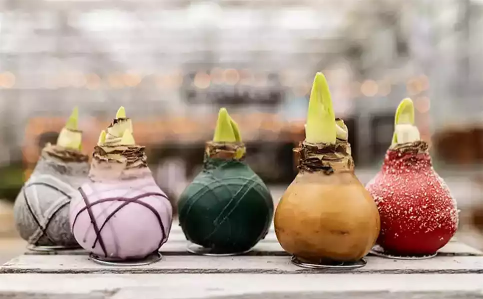 GESCHENKIDEEN - BLÜHENDE FREUDE ZUM FEST!