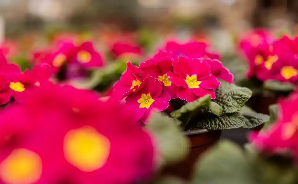 Saisonpflanzen - Pflanzenpracht für den Frühling