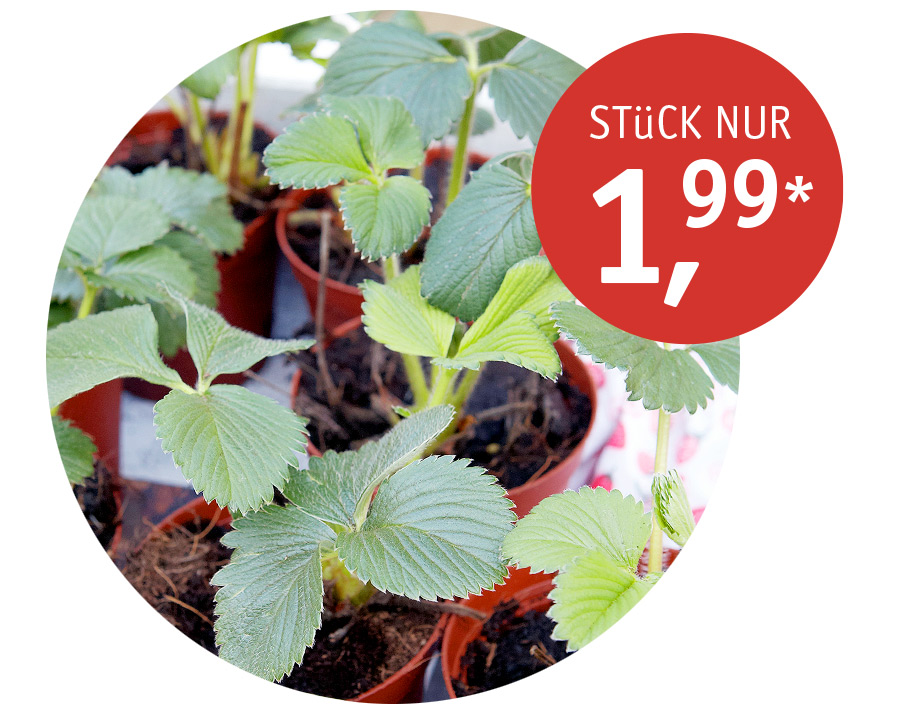 Angebot_KW13_Erdbeerpflanzen.jpg