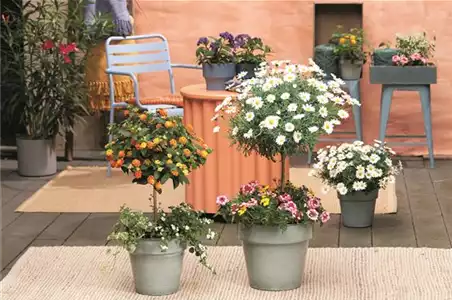 SOMMERLICHE BLÜTENPRACHT!