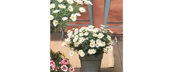 SOMMERLICHE BLÜTENPRACHT!