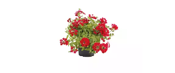 SOMMERLICHE BLÜTENPRACHT!