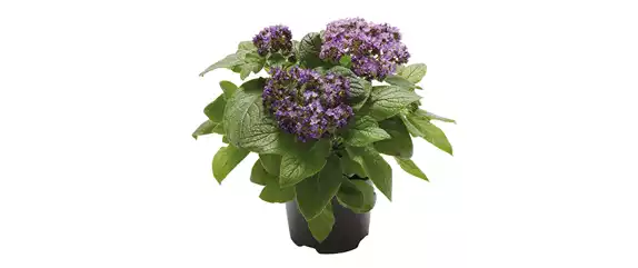 SOMMERLICHE BLÜTENPRACHT!