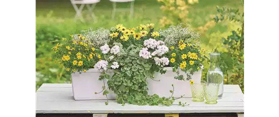 SOMMER PFLANZEN!