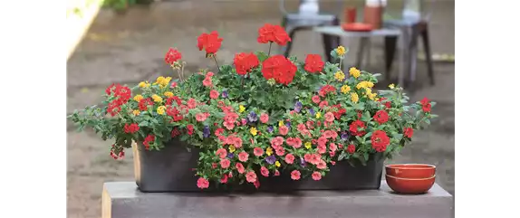 SOMMER PFLANZEN!