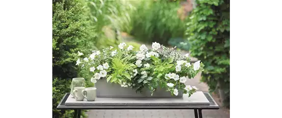 SOMMER PFLANZEN!