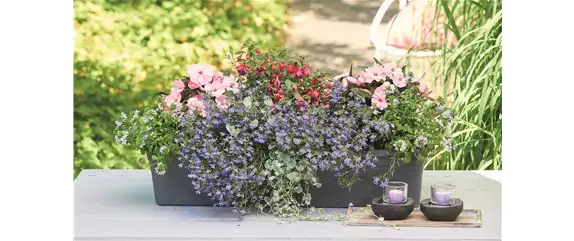 SOMMER PFLANZEN!