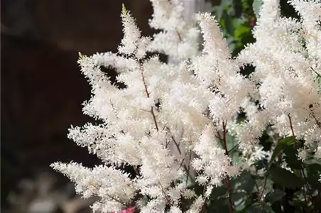 PFLANZE DER WOCHE: ASTILBE