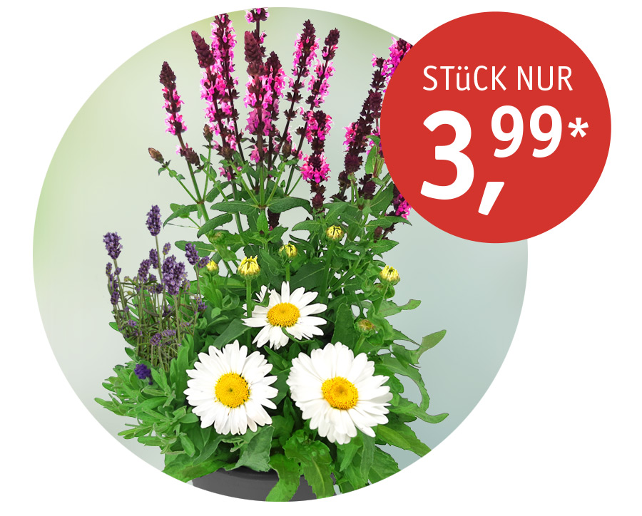 Angebot_Staudenmix_Juni26.jpg