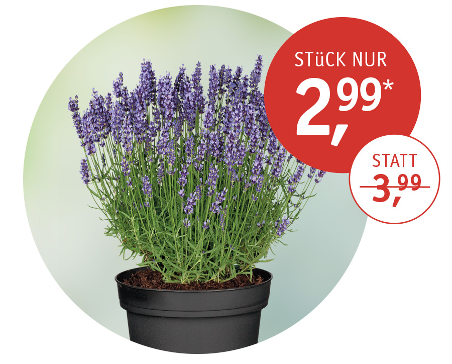 Angebot_LavendelJuni26.jpg