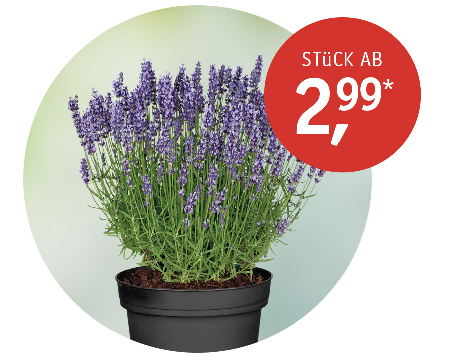 Angebot_LAvendel_Juli.jpg
