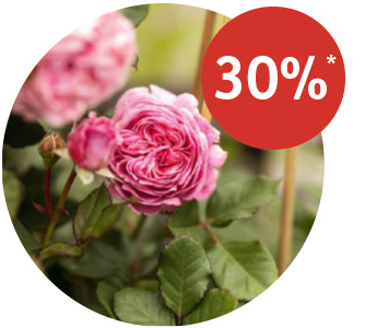 Angebot_Baumschule-Rosen.jpg